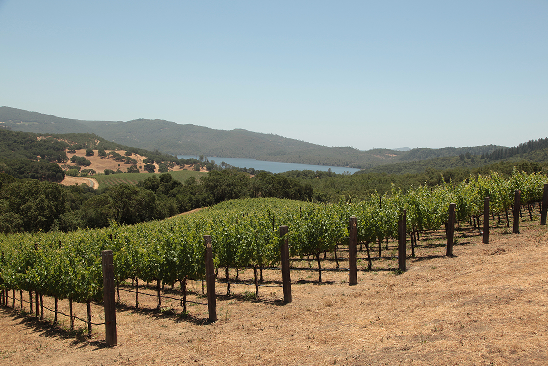 View of vineyards with lake in background
