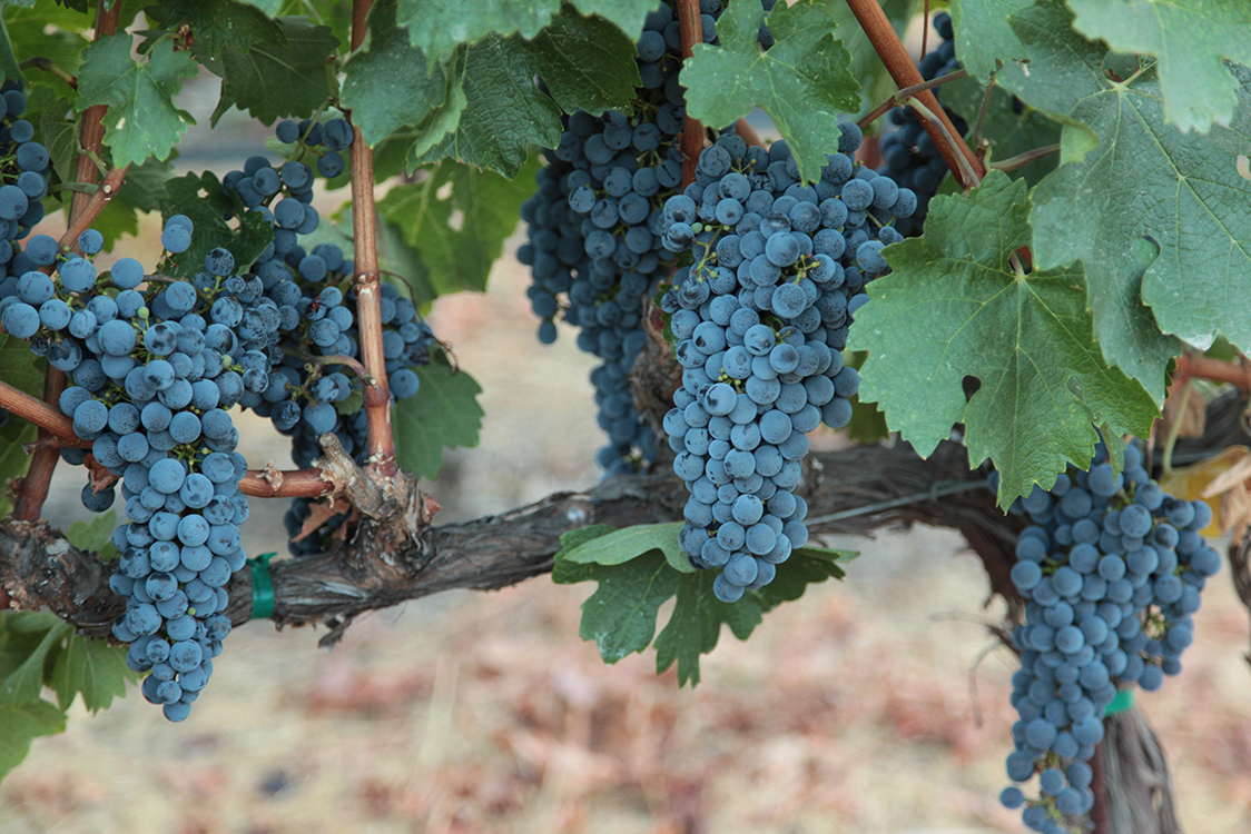Grape clusters hanging on vines
