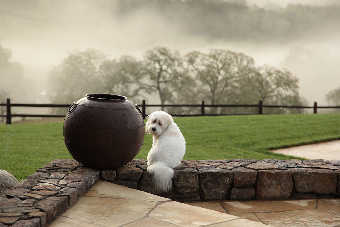 Winery lawn with dog by plater