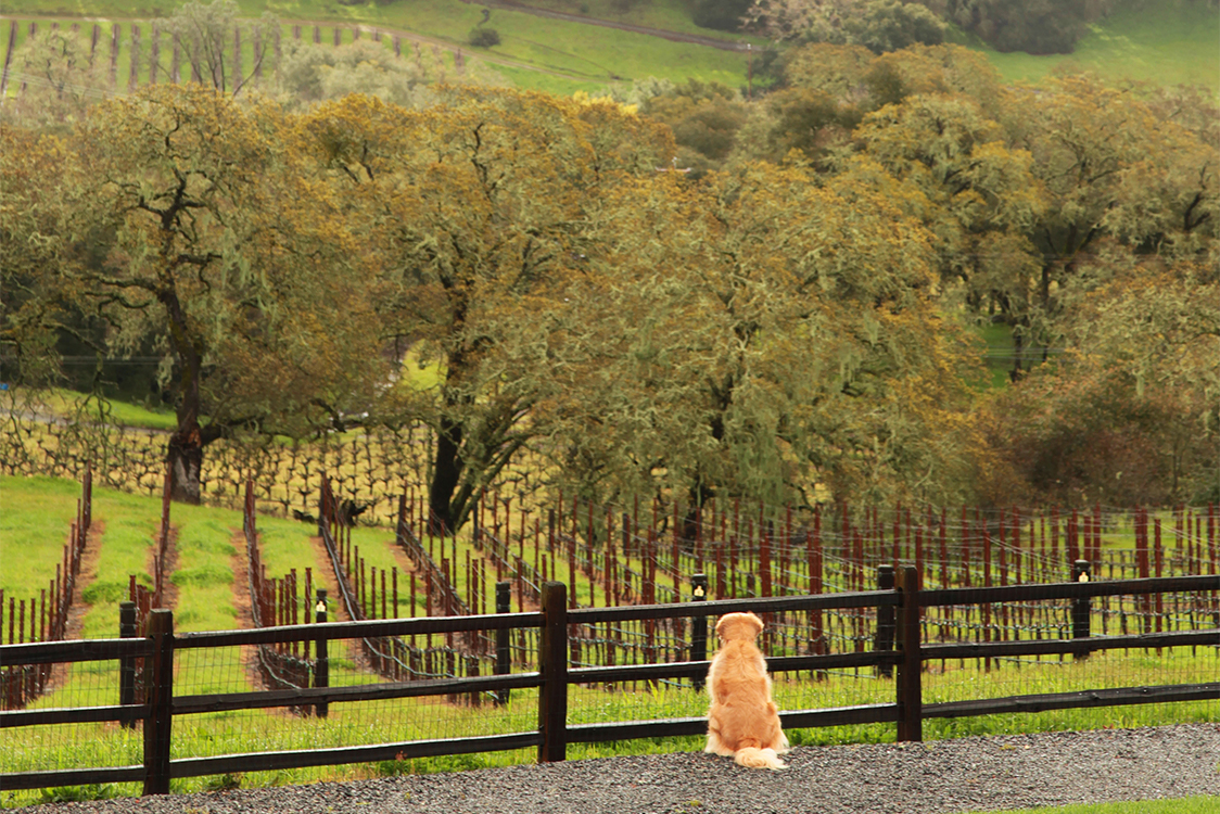 Dpg overlooking the vineyard through Wooden fence
