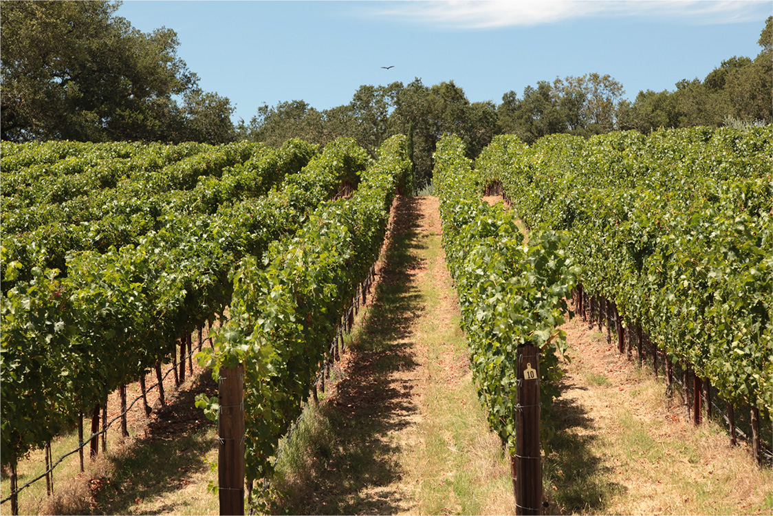 Vineyard rows with full grape vines